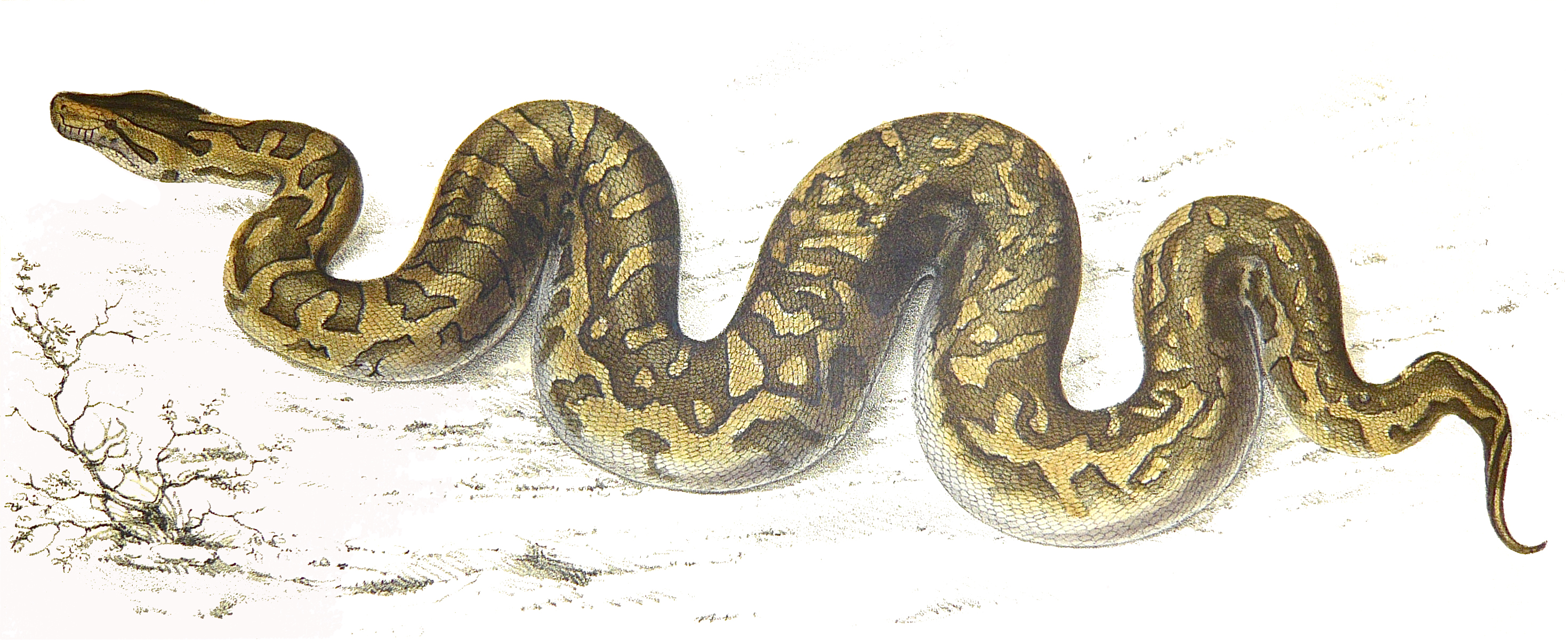 Python Pics, Animal Collection