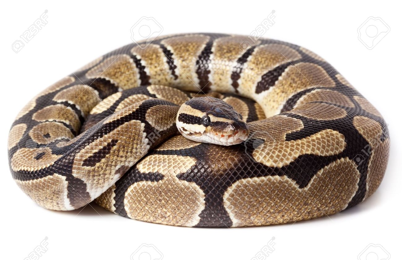 Python #5