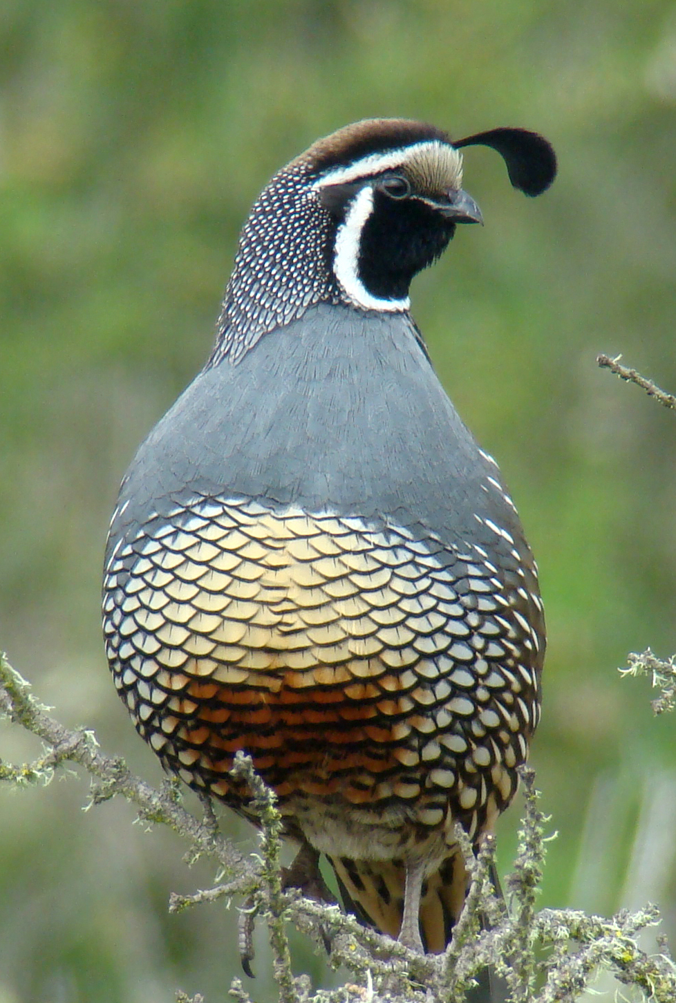 Quail High Quality Background on Wallpapers Vista