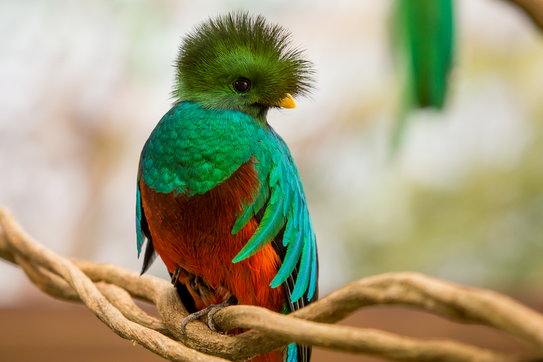 Amazing Quetzal  Pictures & Backgrounds