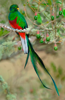 HD Quality Wallpaper | Collection: Animal, 261x400 Quetzal 