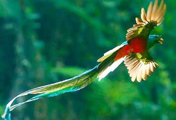 Quetzal  #12