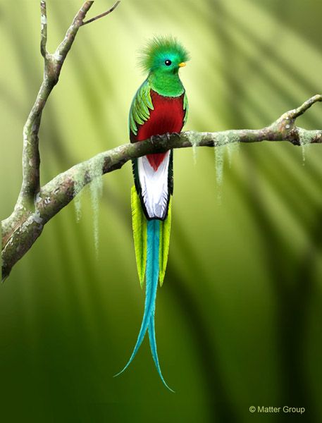 Quetzal  Pics, Animal Collection
