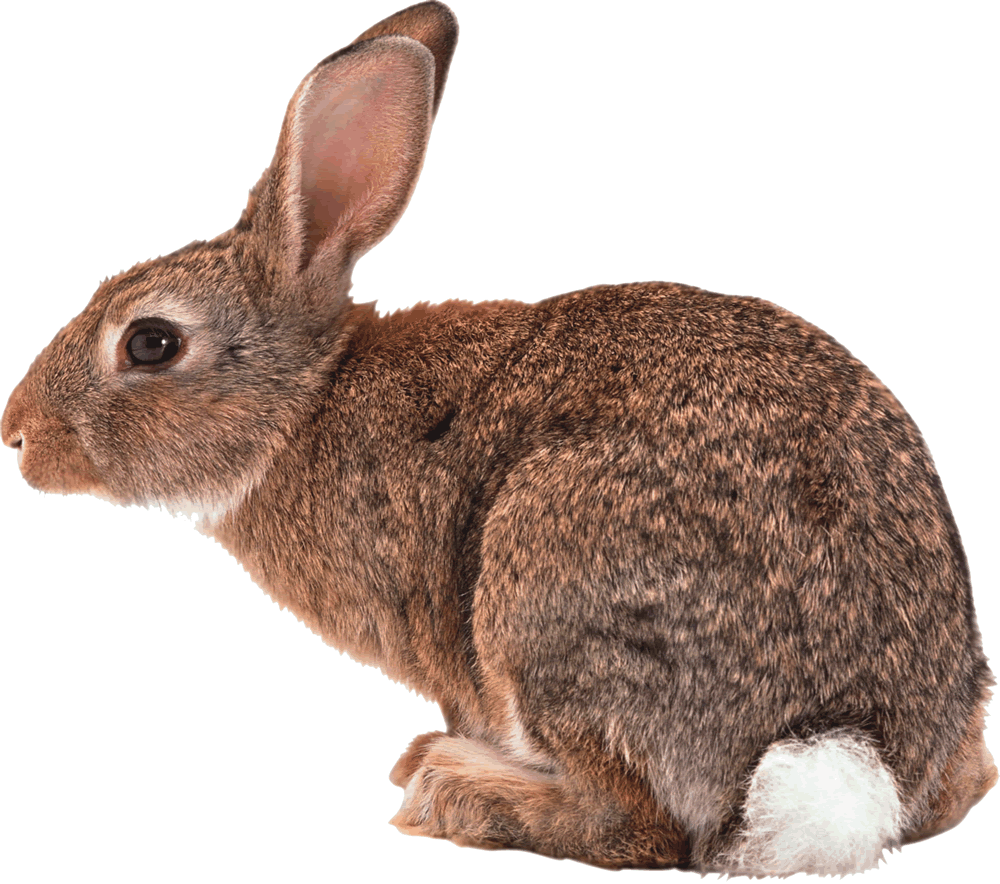 HD Quality Wallpaper | Collection: Animal, 1000x884 Rabbit