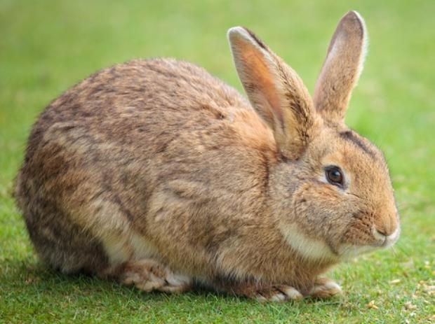 Rabbit Pics, Animal Collection