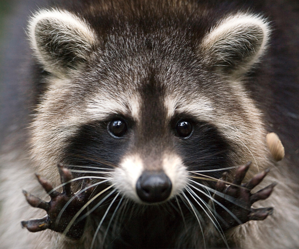 Raccoon HD wallpapers, Desktop wallpaper - most viewed