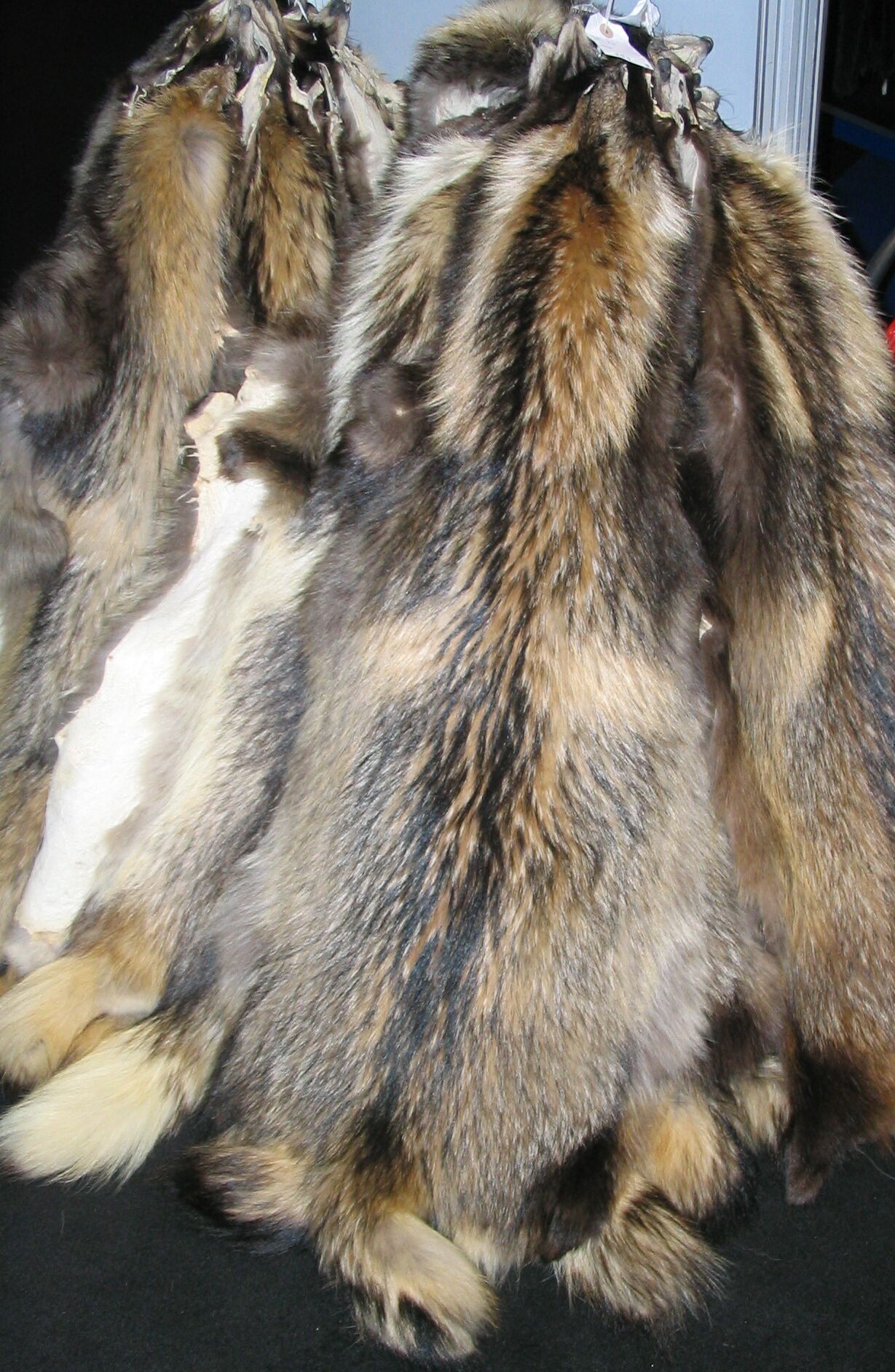 Raccoon Dog Pics, Animal Collection