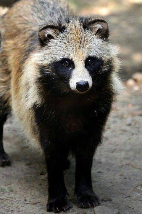 Amazing Raccoon Dog Pictures & Backgrounds
