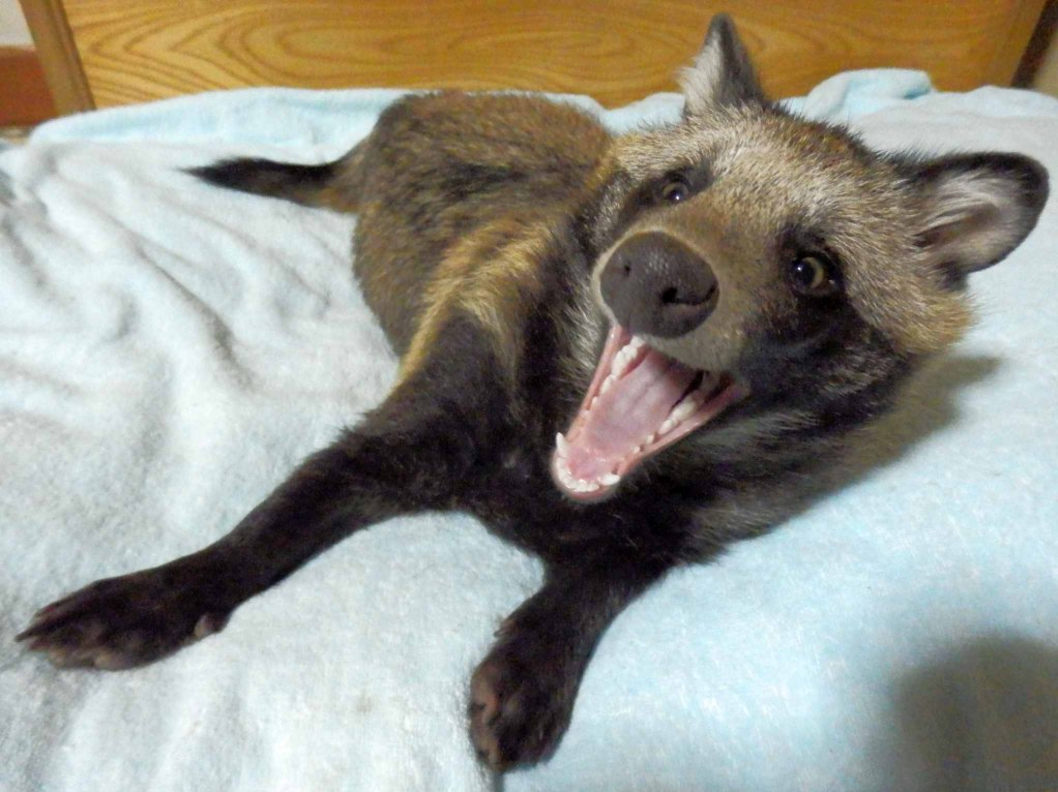Amazing Raccoon Dog Pictures & Backgrounds