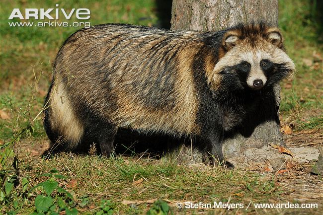 Raccoon Dog Backgrounds on Wallpapers Vista