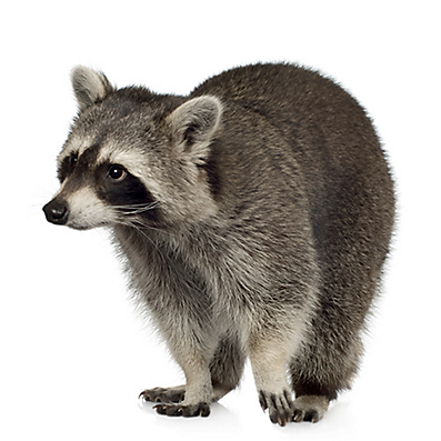 Raccoon HD wallpapers, Desktop wallpaper - most viewed