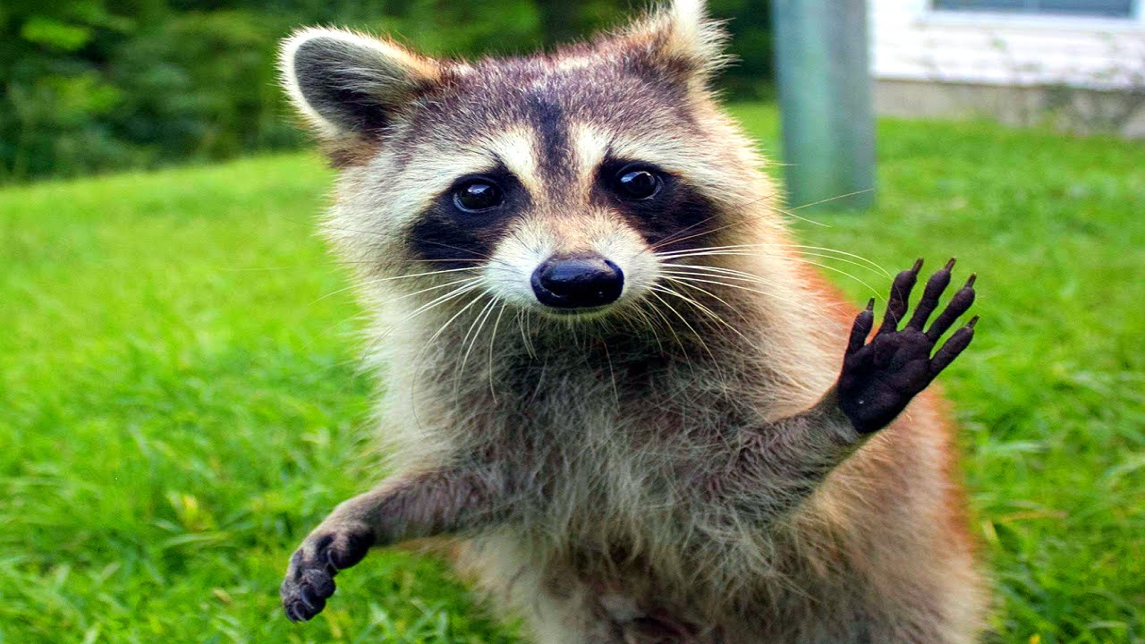 Raccoon Pics, Animal Collection