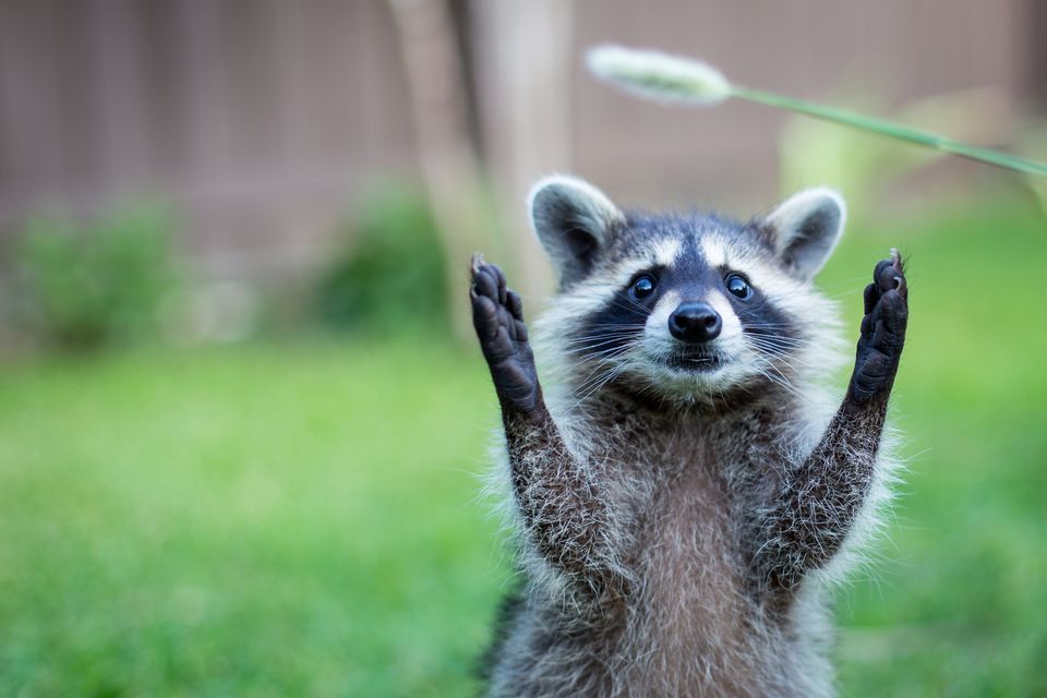 Amazing Raccoon Pictures & Backgrounds