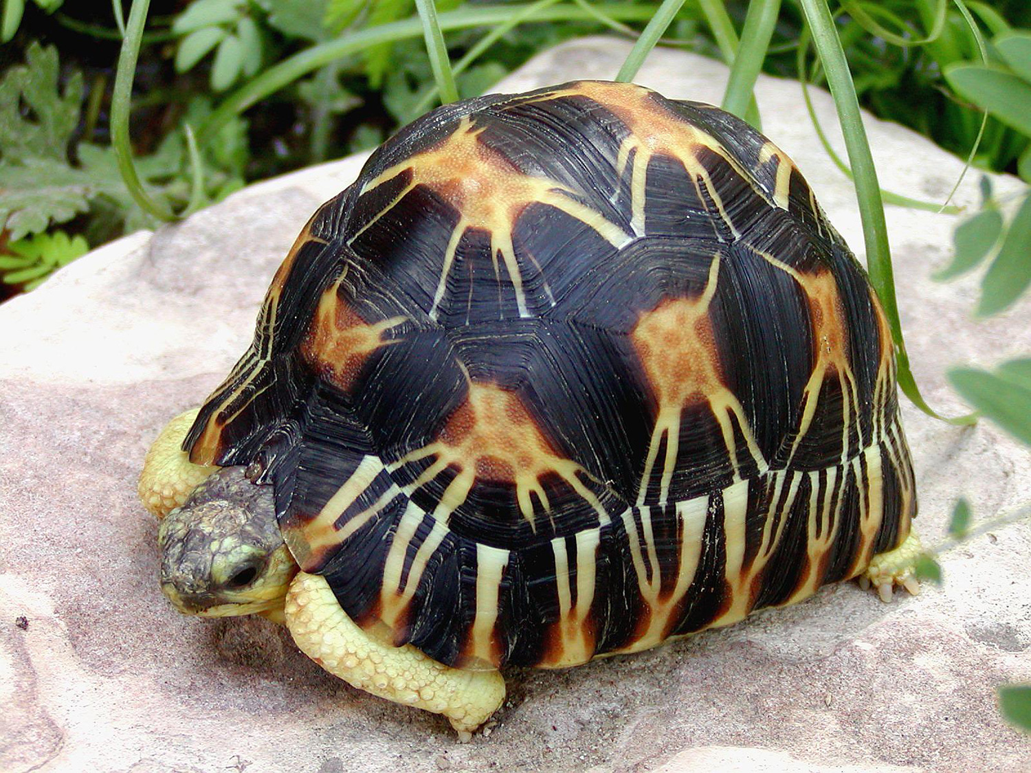 Radiated Tortoise #24
