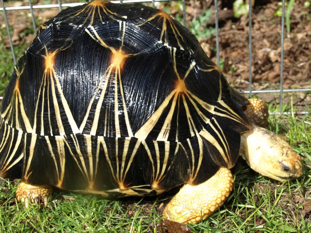 Radiated Tortoise Backgrounds, Compatible - PC, Mobile, Gadgets| 1024x768 px