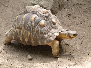 Radiated Tortoise Backgrounds on Wallpapers Vista