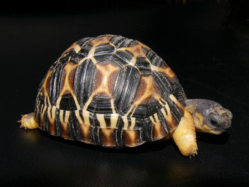 Radiated Tortoise Backgrounds on Wallpapers Vista