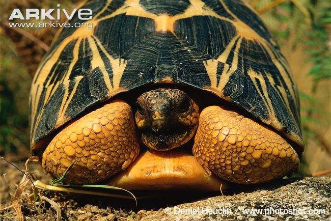 Nice Images Collection: Radiated Tortoise Desktop Wallpapers