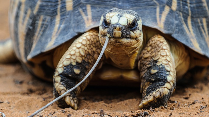 Radiated Tortoise Pics, Animal Collection