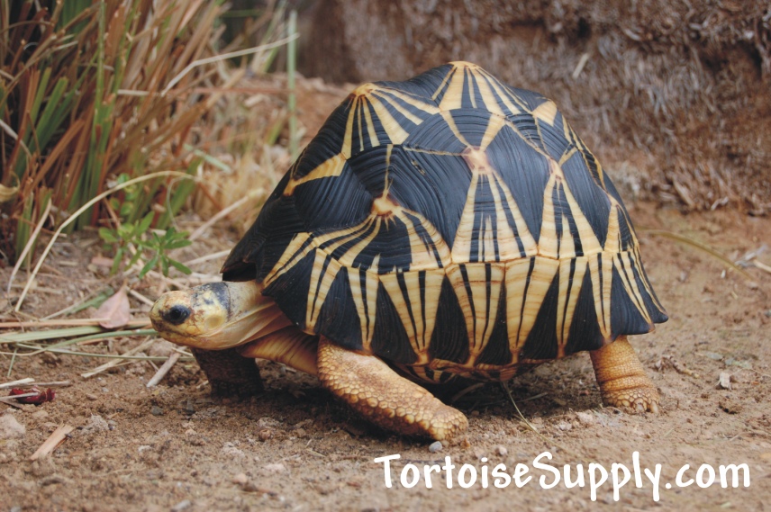 Radiated Tortoise #18
