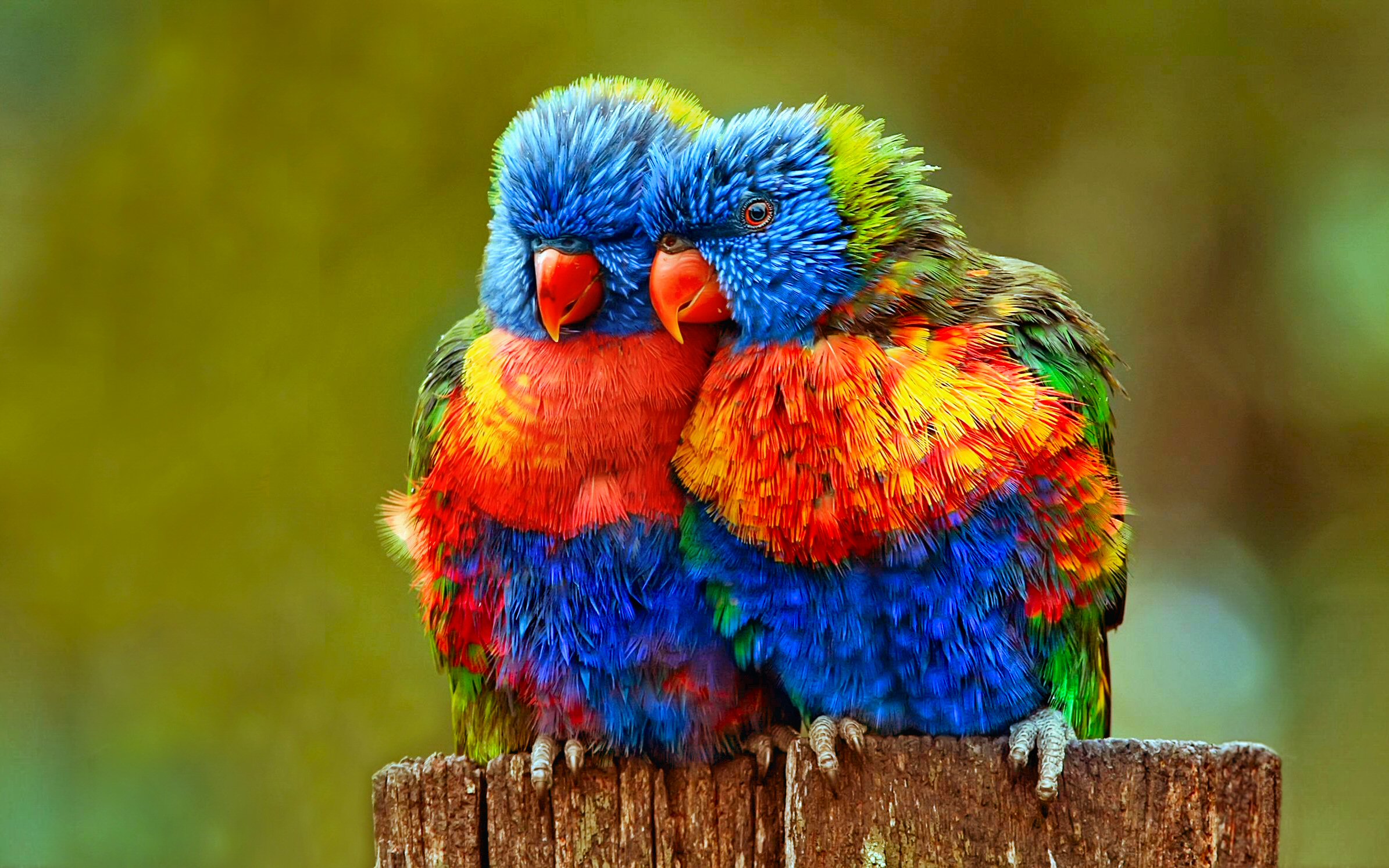 Nice Images Collection: Rainbow Lorikeet Desktop Wallpapers