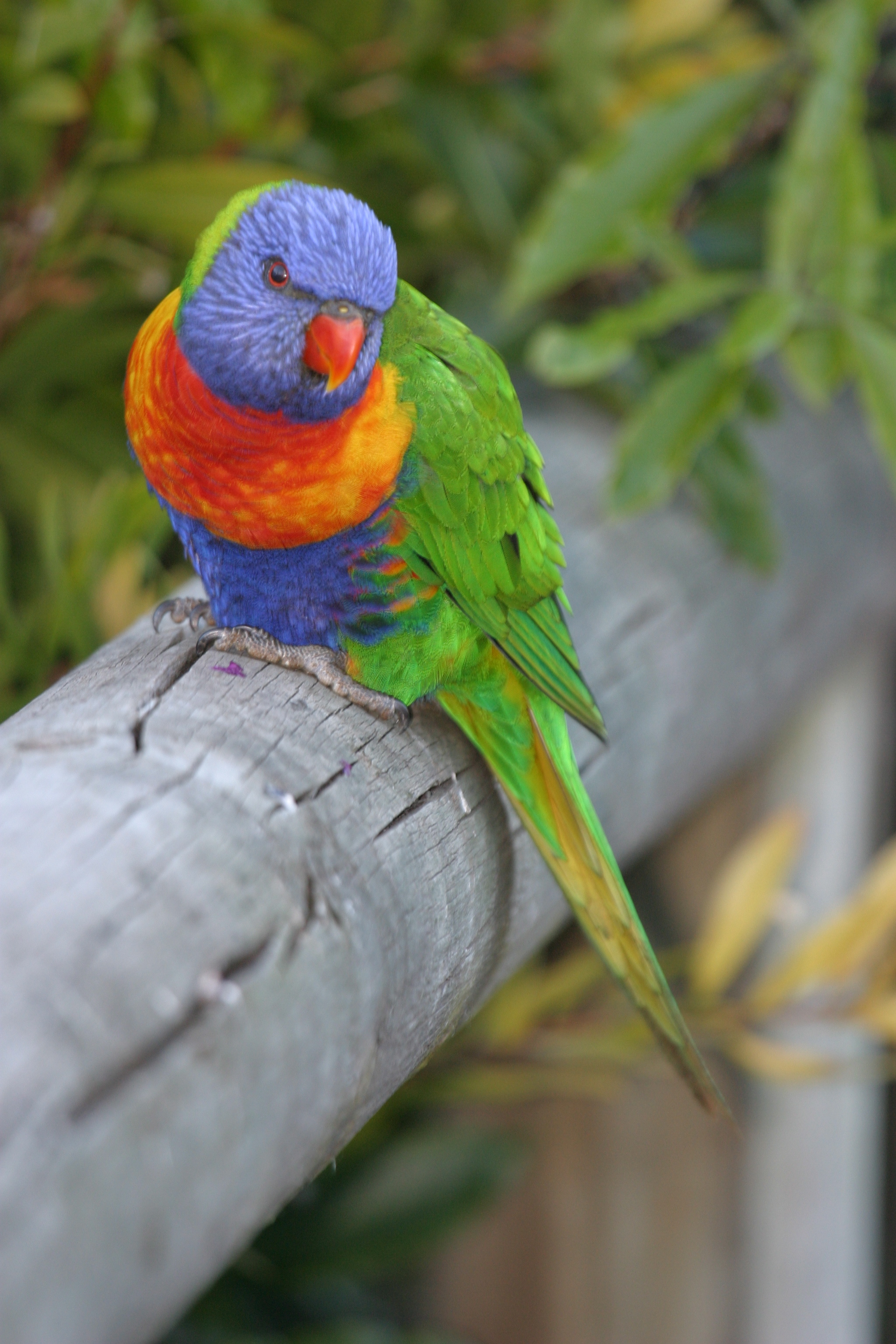 Rainbow Lorikeet Pics, Animal Collection