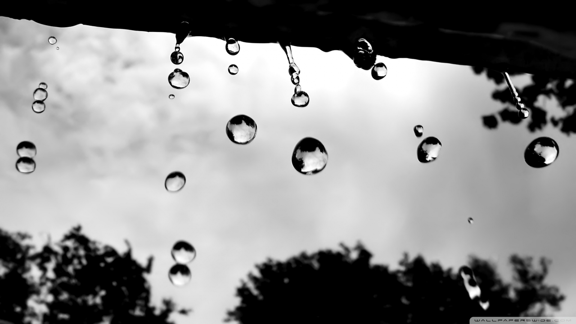 Amazing Raindrops Pictures & Backgrounds