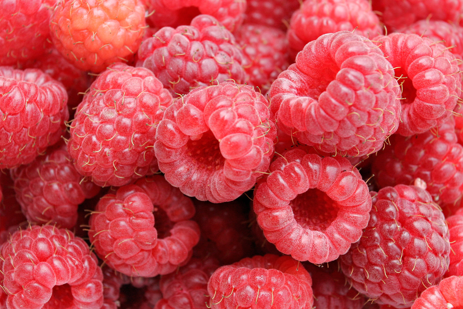 Raspberry Backgrounds, Compatible - PC, Mobile, Gadgets| 1600x1067 px