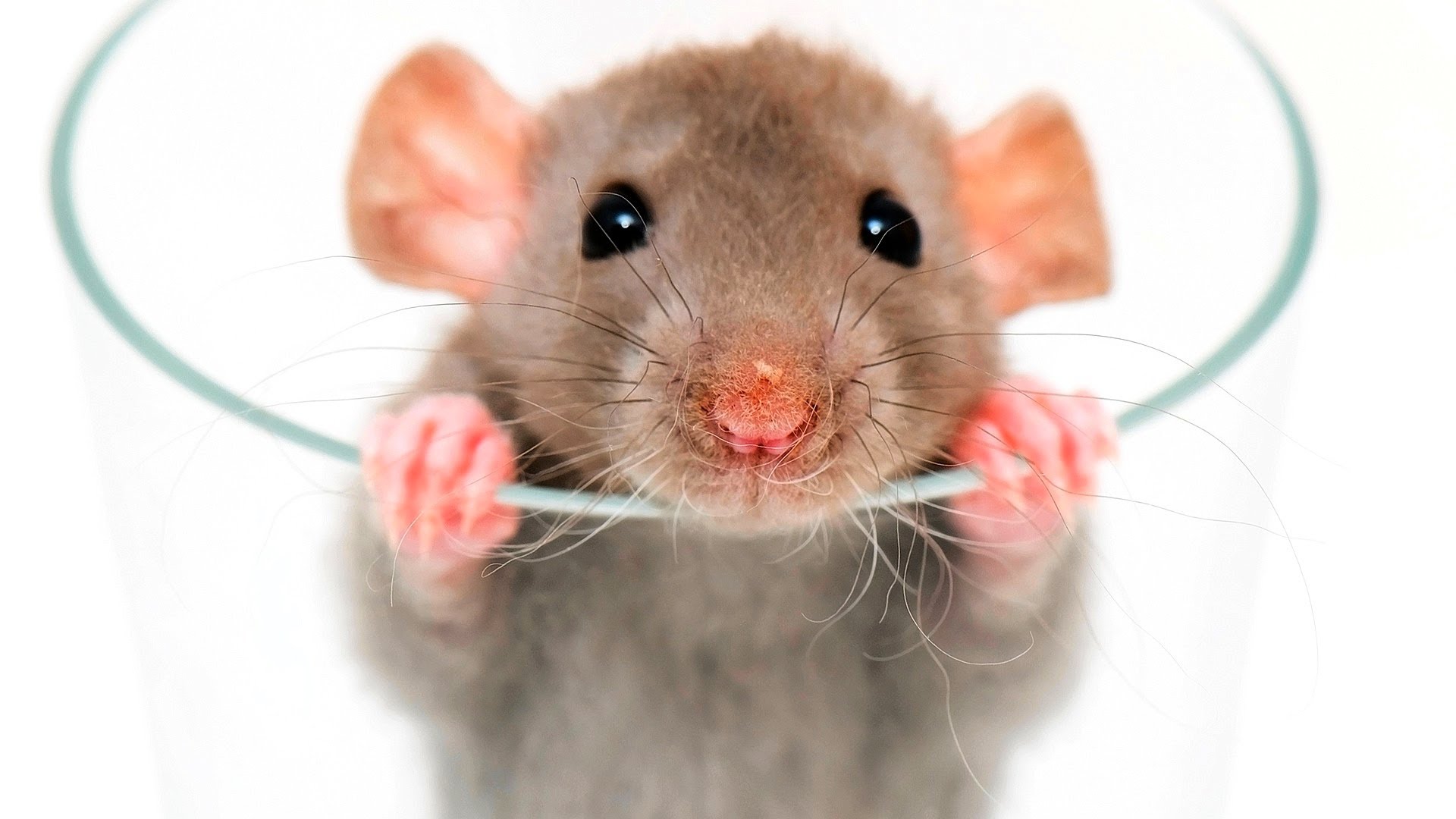 HD Quality Wallpaper | Collection: Animal, 1920x1080 Rat