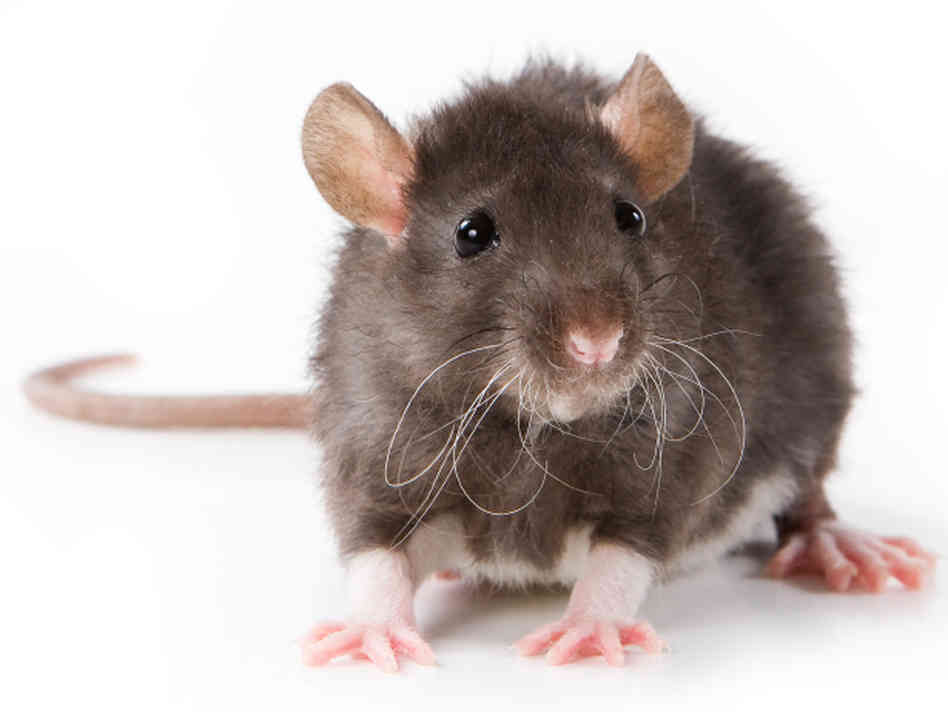 Rat Pics, Animal Collection