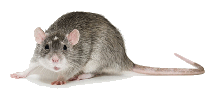 Nice Images Collection: Rat Desktop Wallpapers