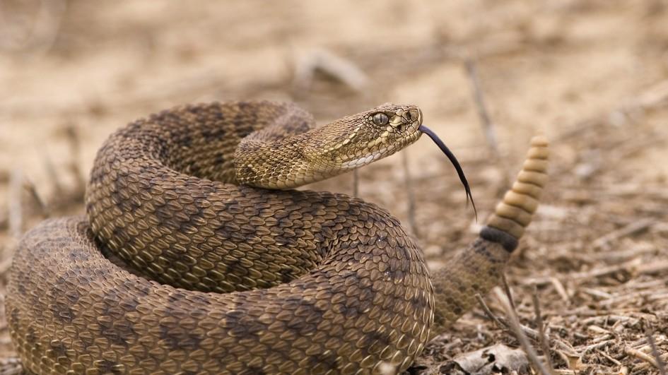 Amazing Rattlesnake Pictures & Backgrounds