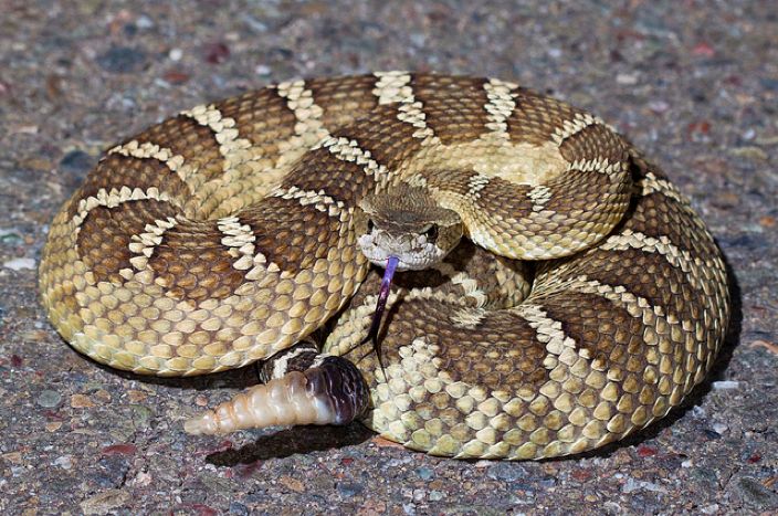 Rattlesnake Pics, Animal Collection