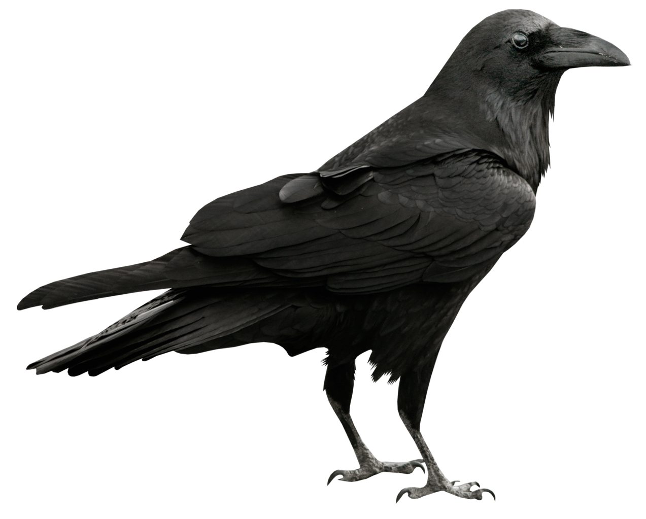 Raven #20