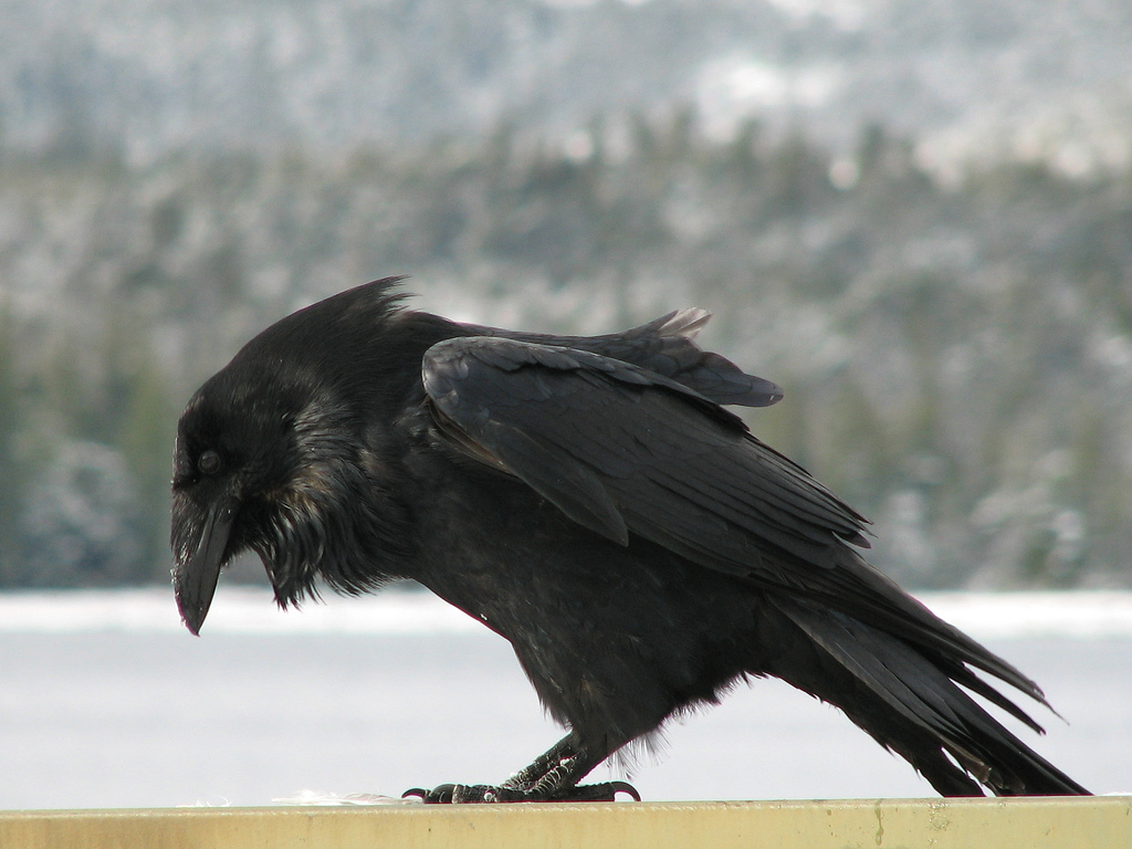 Raven #25