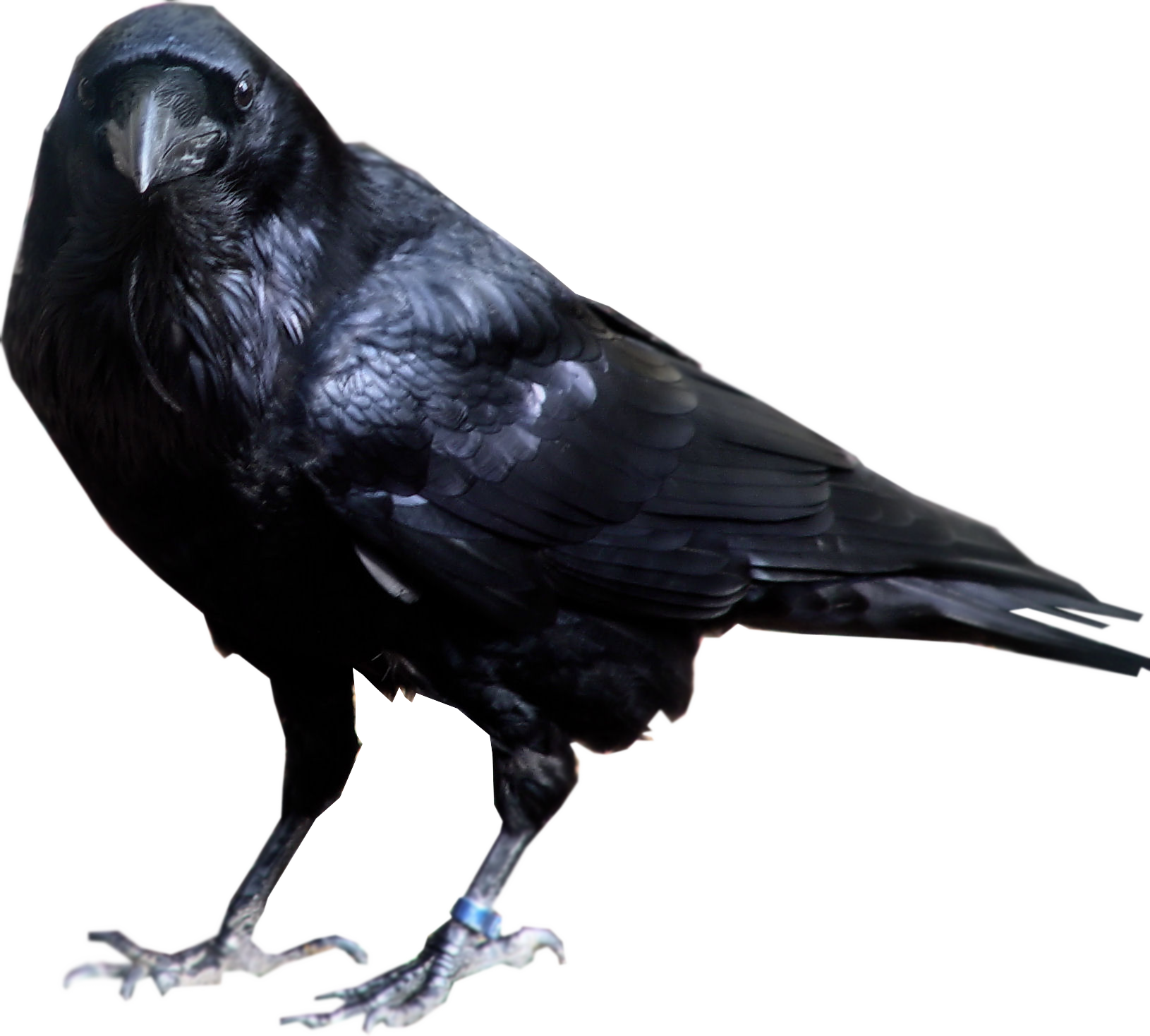 Raven #17