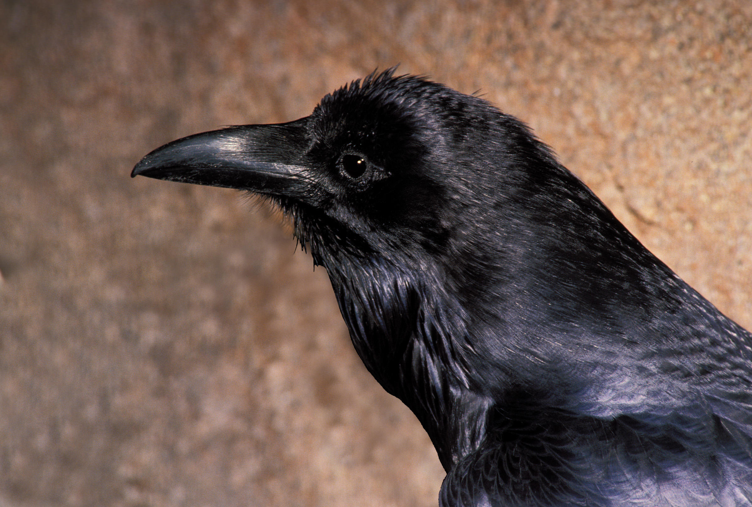 Raven Pics, Animal Collection