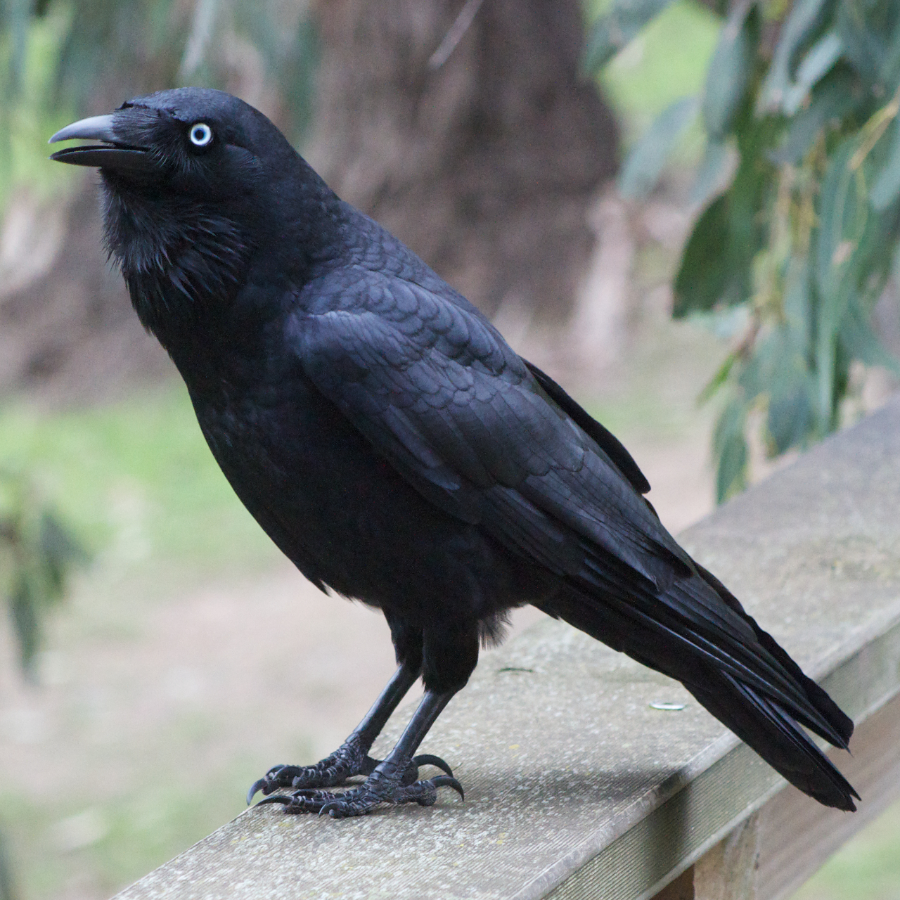 Raven #21
