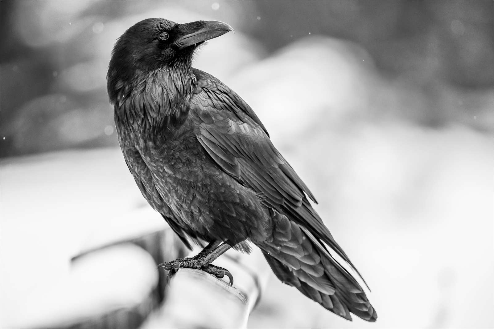 Raven #23
