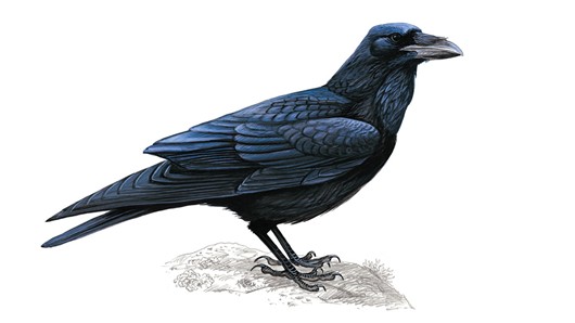 Raven #6