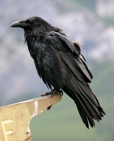 Raven #9