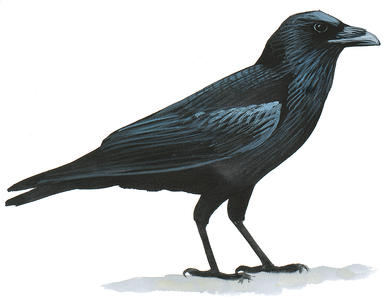 Raven #7