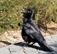 Raven #8