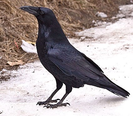 Raven #13