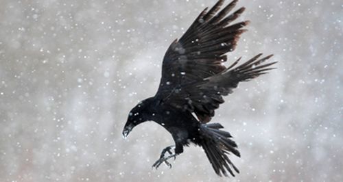 HD Quality Wallpaper | Collection: Animal, 500x266 Raven