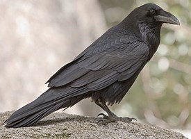 Raven #16