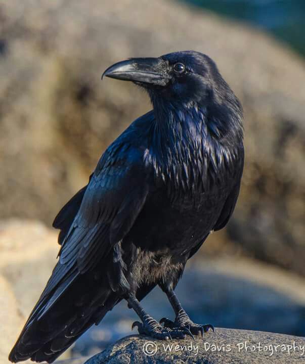 Raven #11