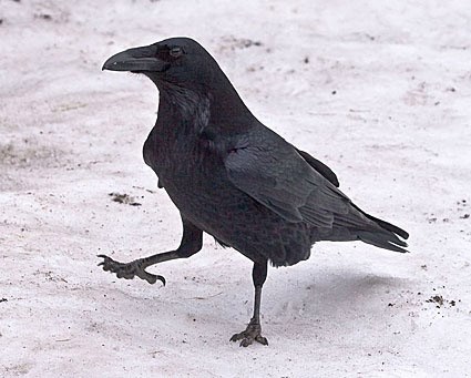Raven #10