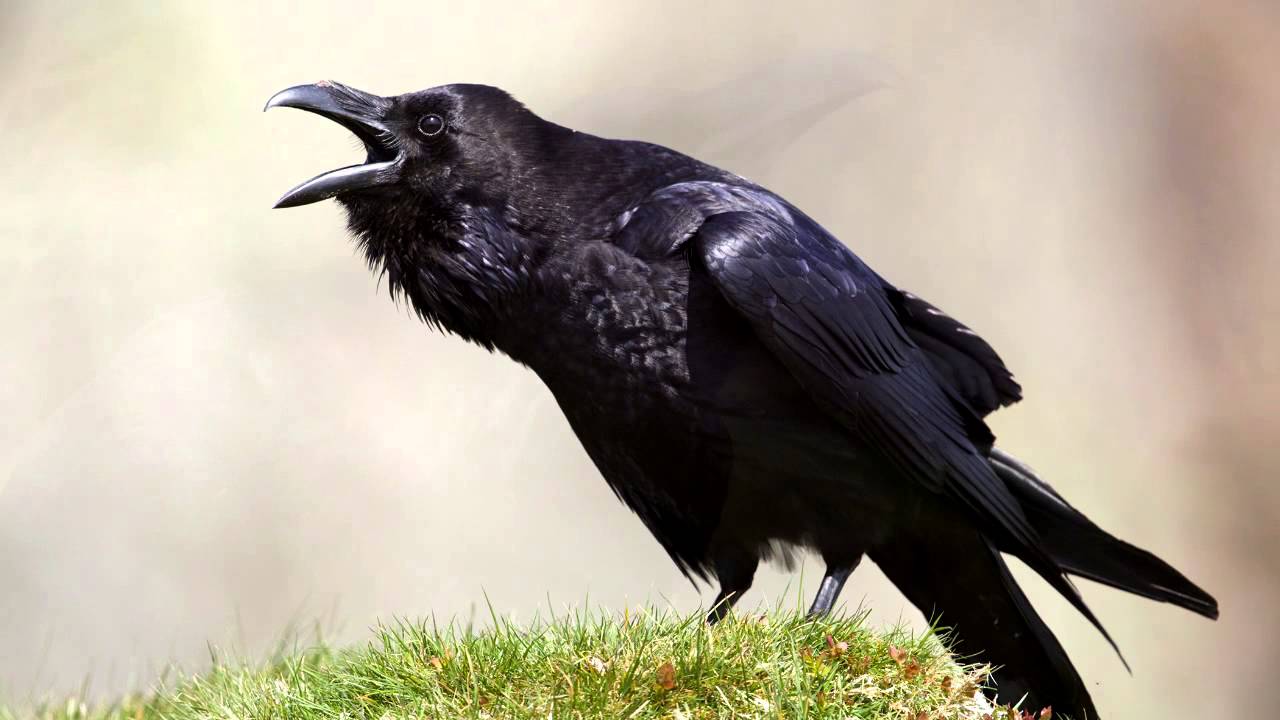 Raven #12