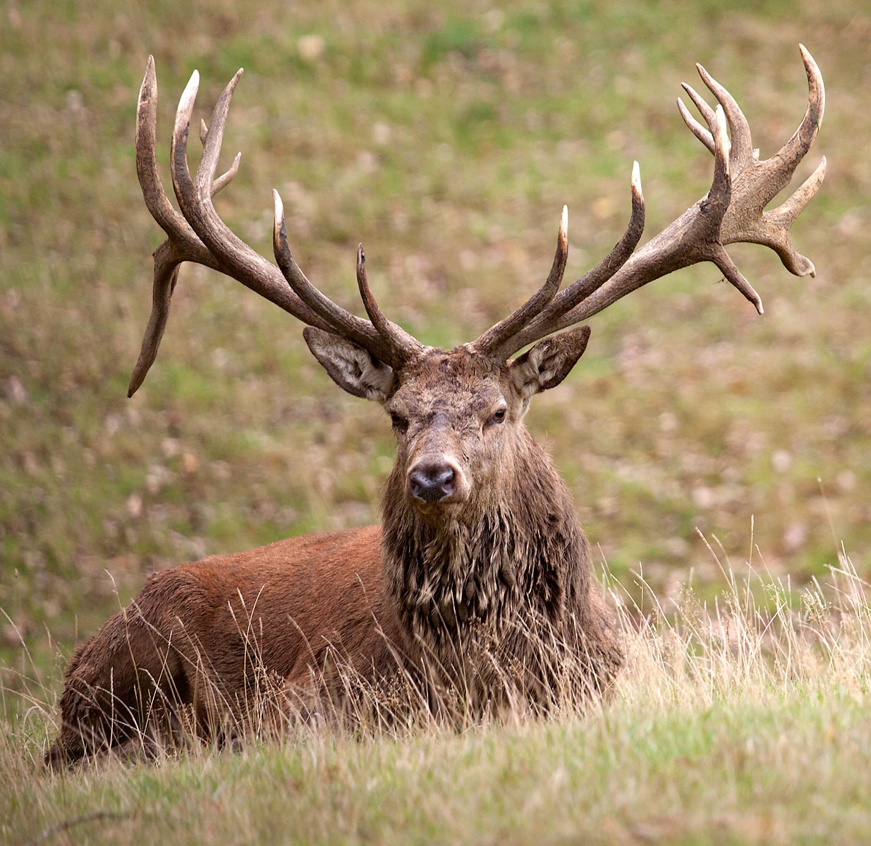 Red Deer Backgrounds, Compatible - PC, Mobile, Gadgets| 1235x1200 px